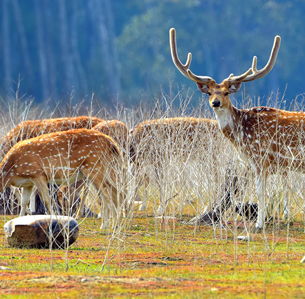 Jim Corbett National Park Deer Uttarakhand