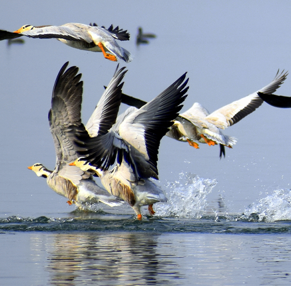 Jim Corbett National Park Ducks Uttarakhand