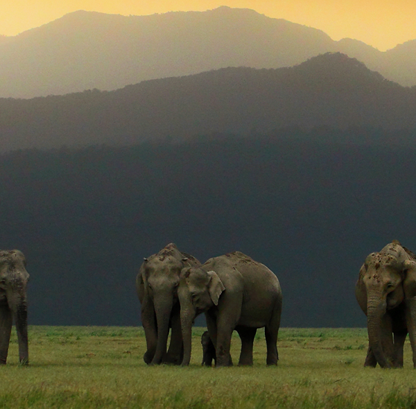 Jim Corbett National Park Elephants Uttarakhand