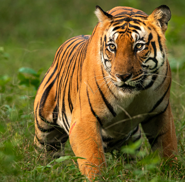 Jim Corbett National Park Tiger Uttarakhand