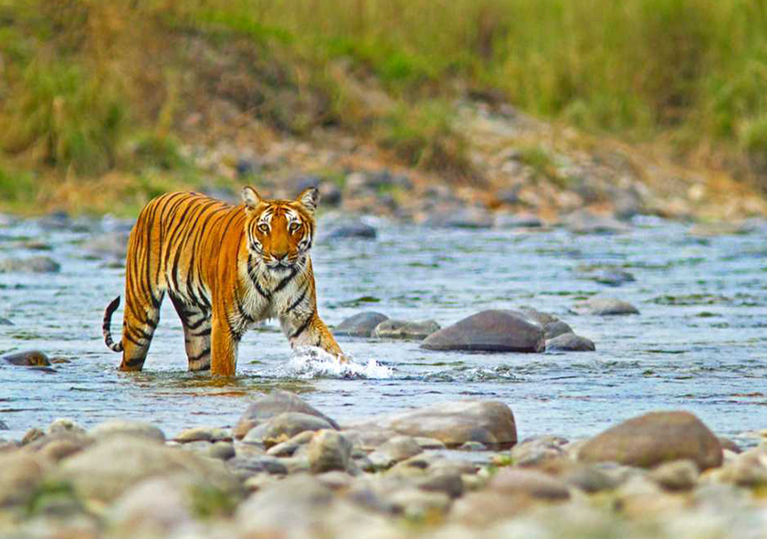 Jim Corbett National Park