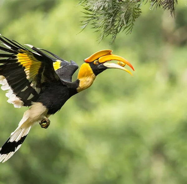 Rajaji National Park Bird Uttarakhand India Gujarat Ahmedabad Paryatan Adventures India