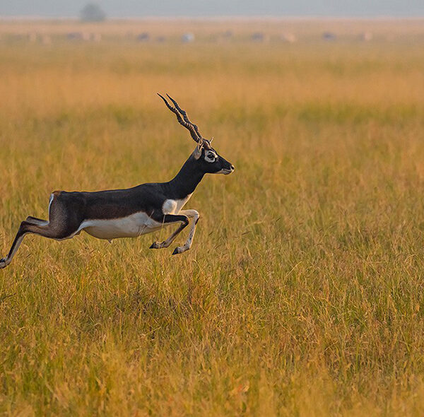 Rajaji National Park Buck Uttarakhand Gujarat Ahmedabad Paryatan Adventures India