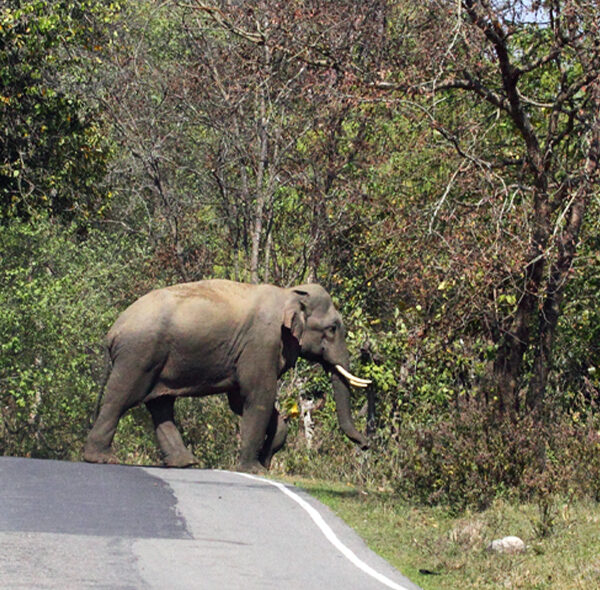 Rajaji National Park Elephant Uttarakhand Gujarat Ahmedabad Paryatan Adventures India