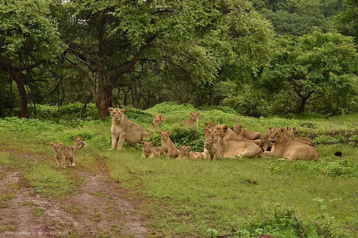 Gir National Park Gujarat