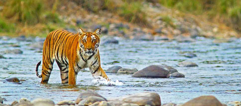 Jim Corbett National Park Uttarakhand 