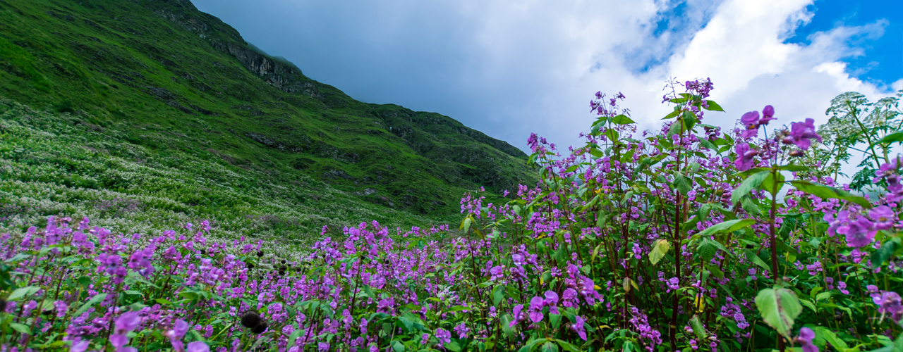 Valley of Flowers Uttarakhand