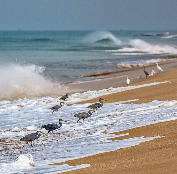 Madhavpur Beach